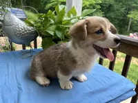 Welsh Corgi 3, a female Pembroke Welsh Corgi for sale in Pleasant View, TN – 2 of 3