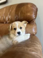 Green Collar Welsh Corgi, a male Pembroke Welsh Corgi for sale in Pleasant View, TN – Photo 2 of 8