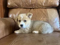 Green Collar Welsh Corgi, a male Pembroke Welsh Corgi for sale in Pleasant View, TN – Photo 5 of 8