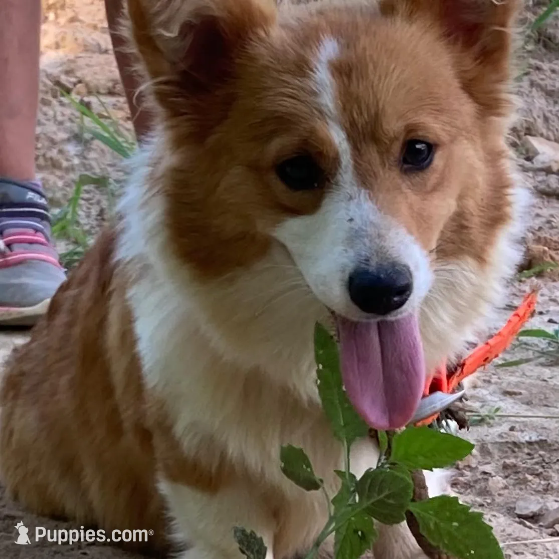 Green Collar Welsh Corgi, a male Pembroke Welsh Corgi for sale in Pleasant View, TN – Photo 8 of 8