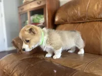 Green Collar Welsh Corgi, a male Pembroke Welsh Corgi for sale in Pleasant View, TN – Photo 3 of 8