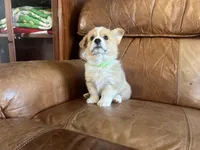 Green Collar Welsh Corgi, a male Pembroke Welsh Corgi for sale in Pleasant View, TN – Photo 6 of 8