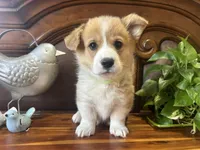Green Collar Welsh Corgi, a male Pembroke Welsh Corgi for sale in Pleasant View, TN – Photo 4 of 8