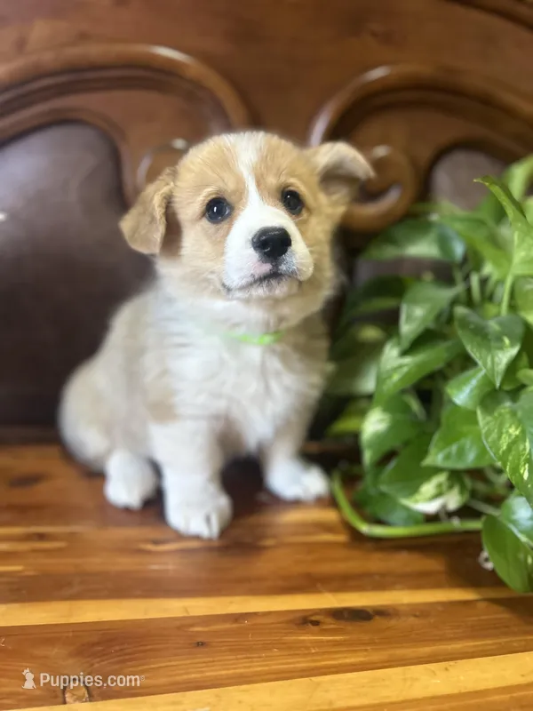 Green Collar Welsh Corgi – Pembroke Welsh Corgi puppy for sale in Pleasant View, TN