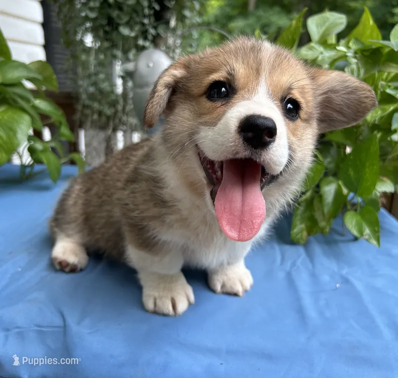 Welsh Corgi 3 – Pembroke Welsh Corgi puppy for sale in Pleasant View, TN