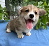 Welsh Corgi 3, a female Pembroke Welsh Corgi for sale in Pleasant View, TN – 1 of 3