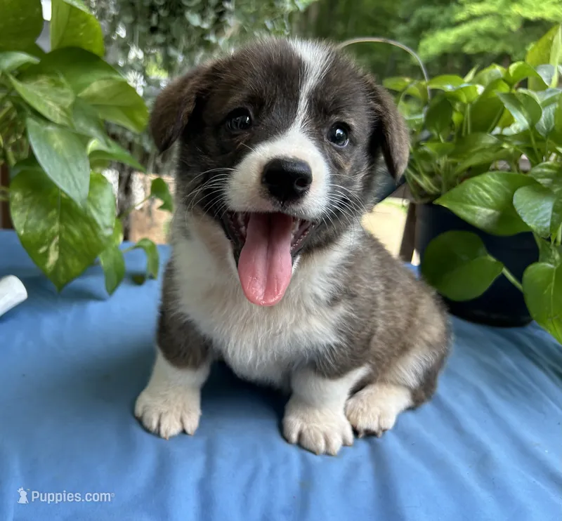 Welsh Corgi 1 – Pembroke Welsh Corgi puppy for sale in Pleasant View, TN