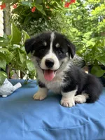 Welsh Corgi 2, a female Pembroke Welsh Corgi for sale in Pleasant View, TN – 3 of 3