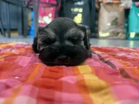 Puppy 2S, a female Miniature Schnauzer for sale in Mitchell, IN – Photo 1 of 2