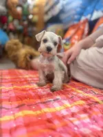 Puppy 5T, a male Miniature Schnauzer for sale in Mitchell, IN – Photo 2 of 2