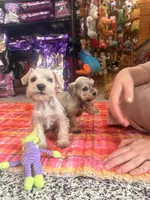 Puppy 5T, a male Miniature Schnauzer for sale in Mitchell, IN – Photo 1 of 2