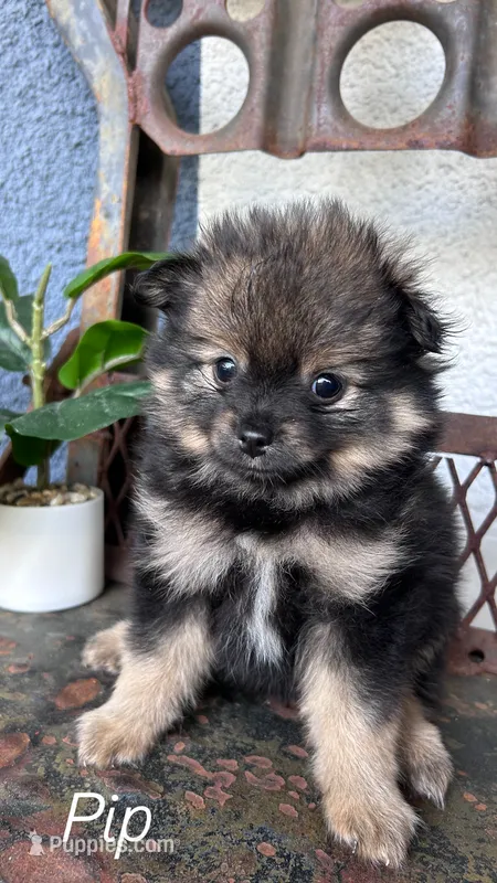 Pip – Pomeranian puppy for sale in Costa Mesa, CA