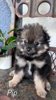 Pip, a male Pomeranian for sale in Costa Mesa, CA – 1 of 3