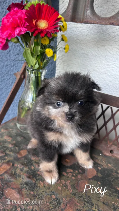 Pixy – Pomeranian puppy for sale in Costa Mesa, CA
