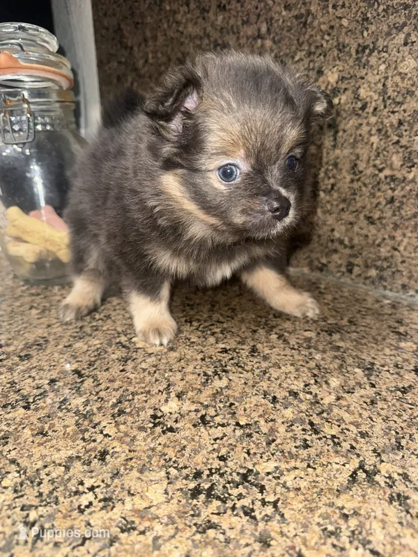 Ziggy – Pomeranian puppy for sale in Costa Mesa, CA