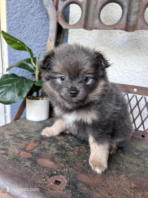 Ziggy – Pomeranian puppy for sale in Costa Mesa, CA