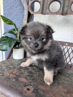 Ziggy, a male Pomeranian for sale in Costa Mesa, CA – 1 of 3
