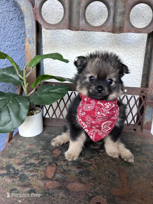 Pip sold – Pomeranian puppy for sale in Costa Mesa, CA