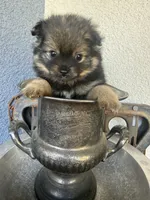 Pip, a male Pomeranian for sale in Costa Mesa, CA – 3 of 3