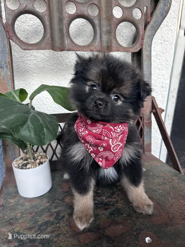 Tux – Pomeranian puppy for sale in Costa Mesa, CA