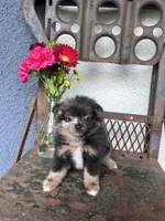 Pixy, a female Pomeranian for sale in Costa Mesa, CA – 2 of 3