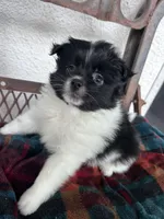 Penny, a female Pomeranian for sale in Costa Mesa, CA – 2 of 3