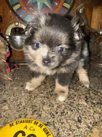 Pixy, a female Pomeranian for sale in Costa Mesa, CA – 3 of 3