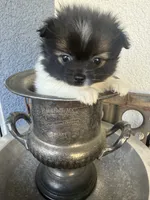 Piper, a female Pomeranian for sale in Costa Mesa, CA – 2 of 3