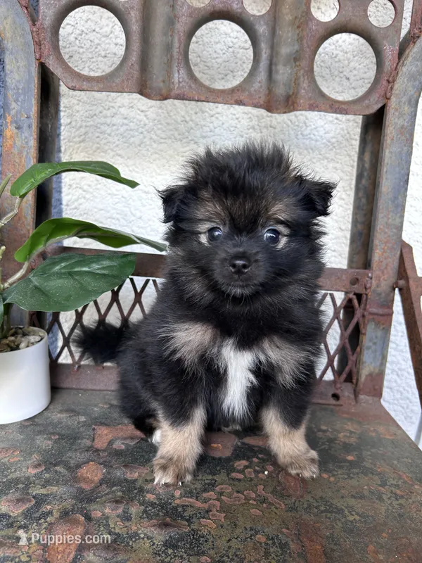 Tux – Pomeranian puppy for sale in Costa Mesa, CA