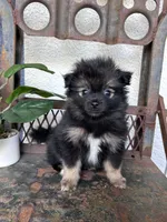Tux, a male Pomeranian for sale in Costa Mesa, CA – 1 of 3