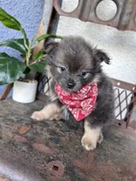 Ziggy, a male Pomeranian for sale in Costa Mesa, CA – 2 of 3