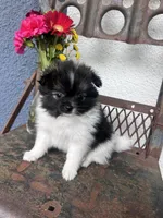 Piper, a female Pomeranian for sale in Costa Mesa, CA – 1 of 3
