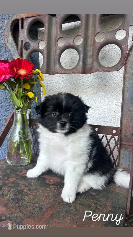 Penny – Pomeranian puppy for sale in Costa Mesa, CA