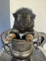 Tux, a male Pomeranian for sale in Costa Mesa, CA – 2 of 3