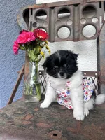 Penny, a female Pomeranian for sale in Costa Mesa, CA – 3 of 3