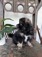 Tux, a male Pomeranian for sale in Costa Mesa, CA – 3 of 3