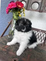 Piper, a female Pomeranian for sale in Costa Mesa, CA – 3 of 3