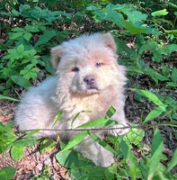 Tommy, a male Chow Chow for sale in Chattanooga, TN – 1 of 3