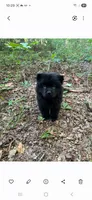 Savannah, a female Chow Chow for sale in Chattanooga, TN – 2 of 3