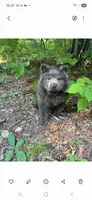 Samuel, a male Chow Chow for sale in Chattanooga, TN – 2 of 3