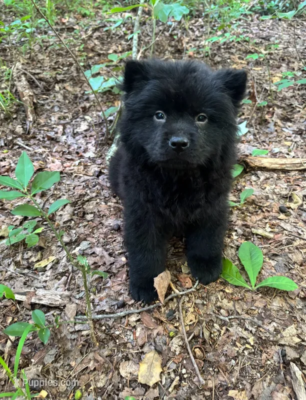 Savannah – Chow Chow puppy for sale in Chattanooga, TN