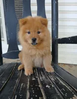 Tony, a male Chow Chow for sale in Chattanooga, TN – 1 of 1