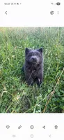 Susan, a female Chow Chow for sale in Chattanooga, TN – 2 of 3