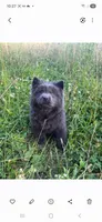 Susan, a female Chow Chow for sale in Chattanooga, TN – 3 of 3