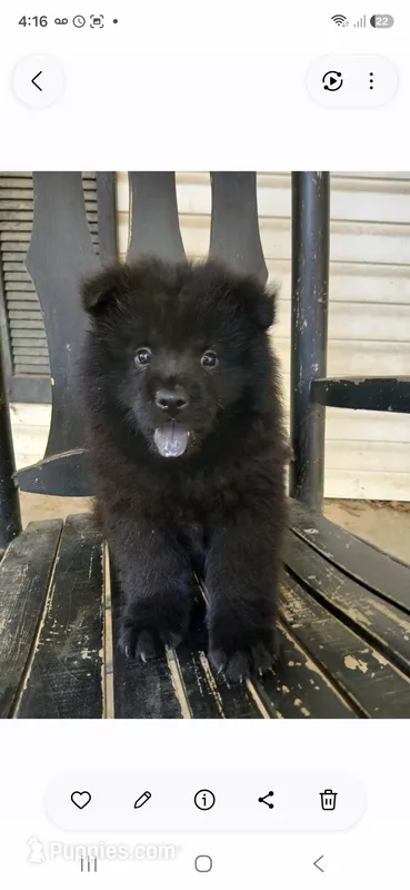 Adam – Chow Chow puppy for sale in Chattanooga, TN