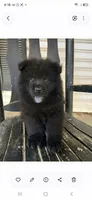 Adam, a male Chow Chow for sale in Chattanooga, TN – 1 of 1