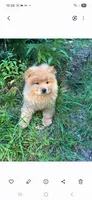 Luke, a male Chow Chow for sale in Chattanooga, TN – 3 of 3