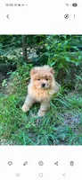 Luke, a male Chow Chow for sale in Chattanooga, TN – 2 of 3