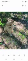 Adam, a male Chow Chow for sale in Chattanooga, TN – 2 of 3