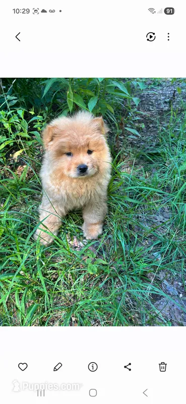 Luke – Chow Chow puppy for sale in Chattanooga, TN